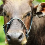 Tana Toraja: Essential Things to Do &amp; See in Sulawesi’s Cultural Heart