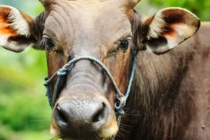 Tana Toraja: Essential Things to Do &amp; See in Sulawesi’s Cultural Heart