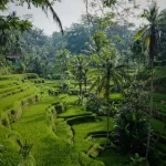 Ubud vs. Seminyak vs. Canggu: Where to Stay in Bali for Your Perfect Vibe