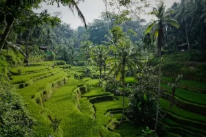 Ubud vs. Seminyak vs. Canggu: Where to Stay in Bali for Your Perfect Vibe