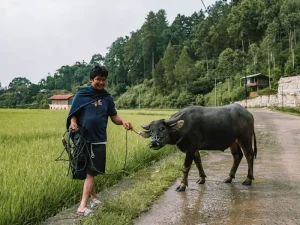 Tana Toraja Travel Guide: Exploring the Unique Culture of Sulawesi