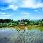Your Ultimate Sulawesi Shopping Guide: Markets, Malls &amp; Must-Buys