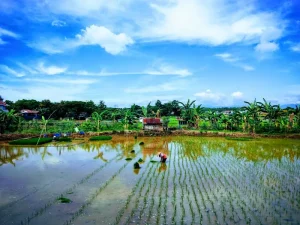 Your Ultimate Sulawesi Shopping Guide: Markets, Malls &amp; Must-Buys
