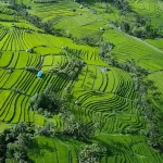 Bandung Food Guide: Must-Try Culinary Delights