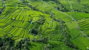Bandung Food Guide: Must-Try Culinary Delights