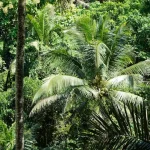 How to Visit Raja Ampat on a Budget: Affordable Paradise Tips