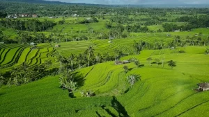 Savoring Indonesia: Must-Try Dishes for Your August 2026 Trip