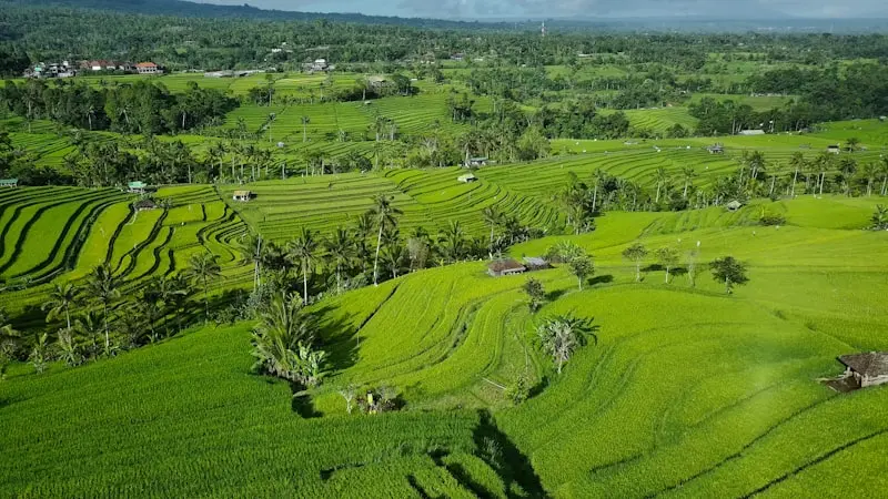 Savoring Indonesia: Must-Try Dishes for Your August 2026 Trip