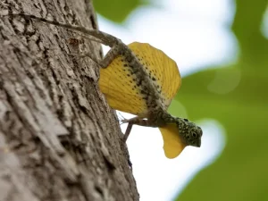 Your Ultimate Guide to Sulawesi Day Tours: Culture, Nature &amp; Adventure