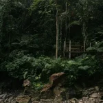 How to See Orangutans in Kalimantan: Your Tanjung Puting Guide
