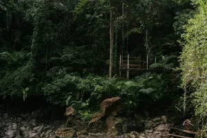 How to See Orangutans in Kalimantan: Your Tanjung Puting Guide