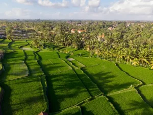 Semarang Food Guide: Best Street Eats and Local Flavors