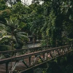 Tanjung Puting National Park: An Orangutan River Cruise Adventure