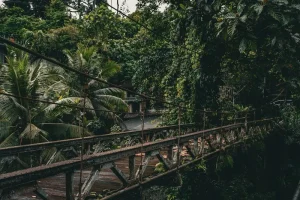 Tanjung Puting National Park: An Orangutan River Cruise Adventure