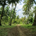 Wae Rebo Village: A Journey into Flores’ Traditional Mountain Culture