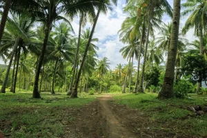 Wae Rebo Village: A Journey into Flores’ Traditional Mountain Culture